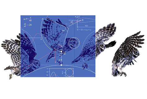 calculus_owl calculus_owl